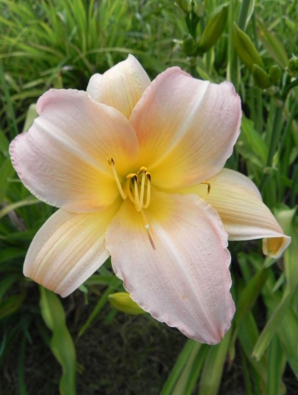 Hemerocallis hybrida ‘Nob Hill’