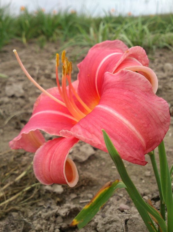 Hemerocallis hybrida ‘Pink Damask’