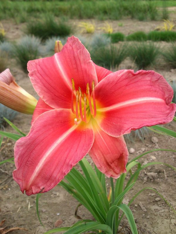 Hemerocallis hybrida ‘Pink Damask’