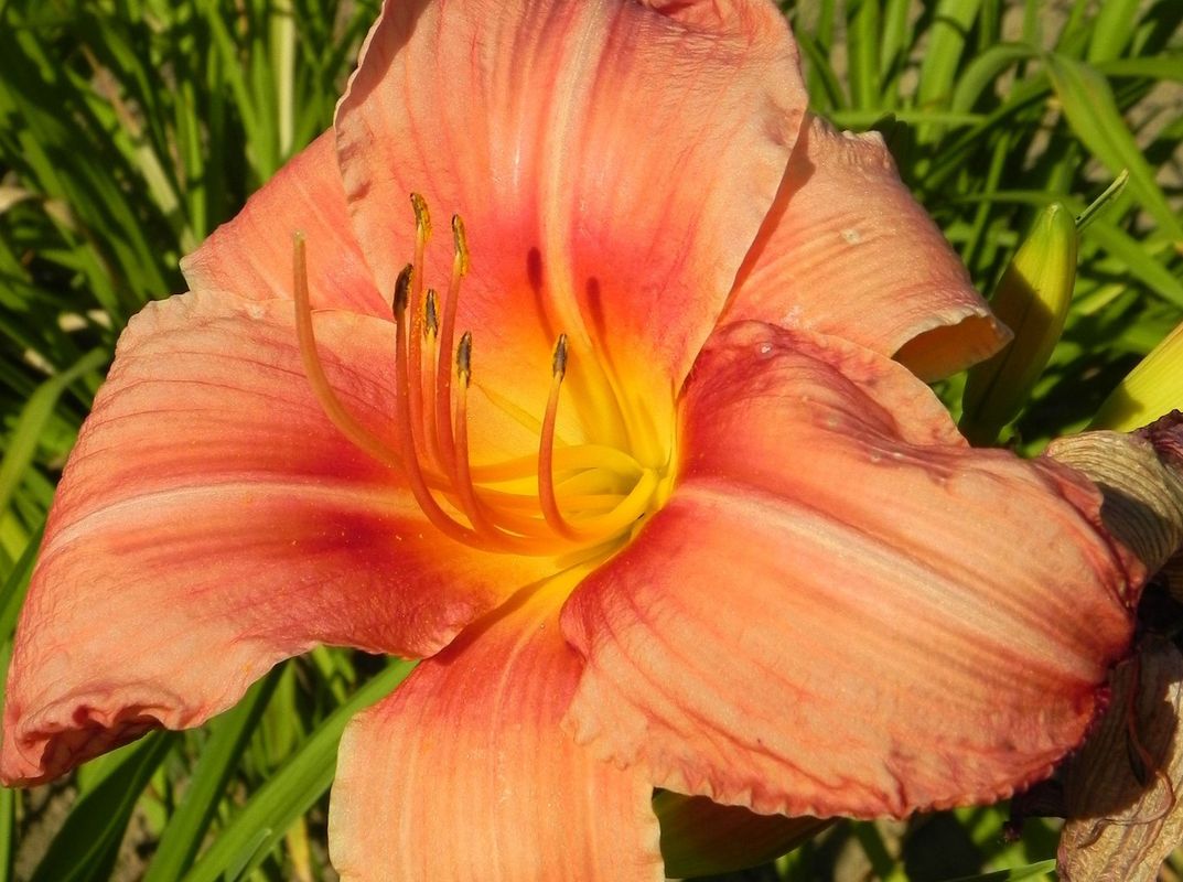 Hemerocallis hybrida ‘Pink Damask’