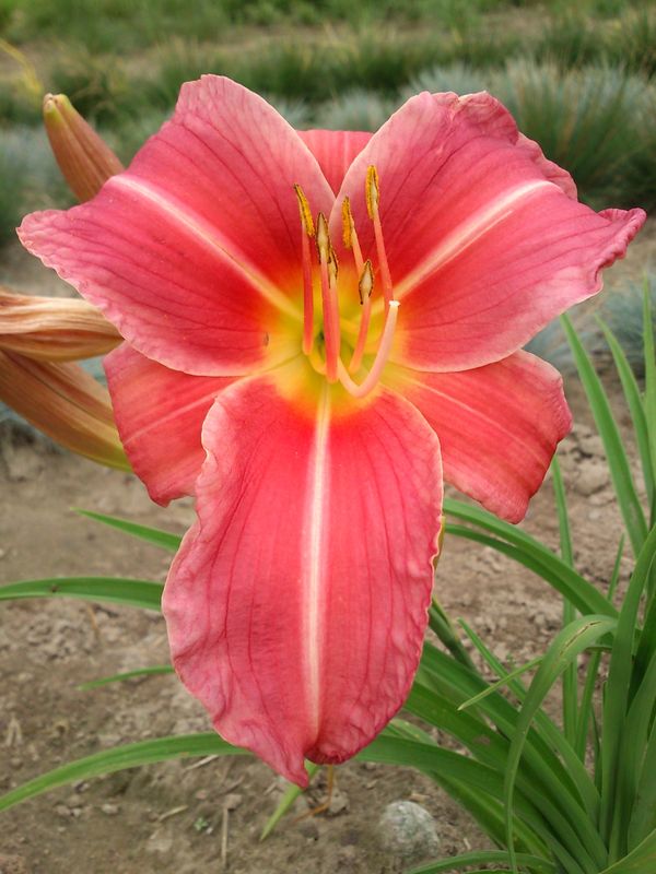 Hemerocallis hybrida ‘Pink Damask’