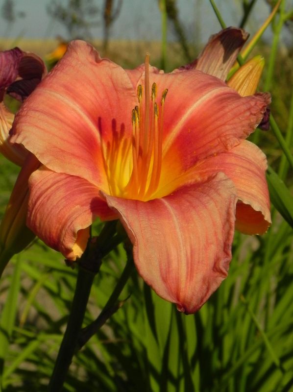Hemerocallis hybrida ‘Pink Damask’