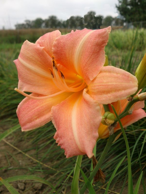 Hemerocallis hybrida ‘Praire Bells’