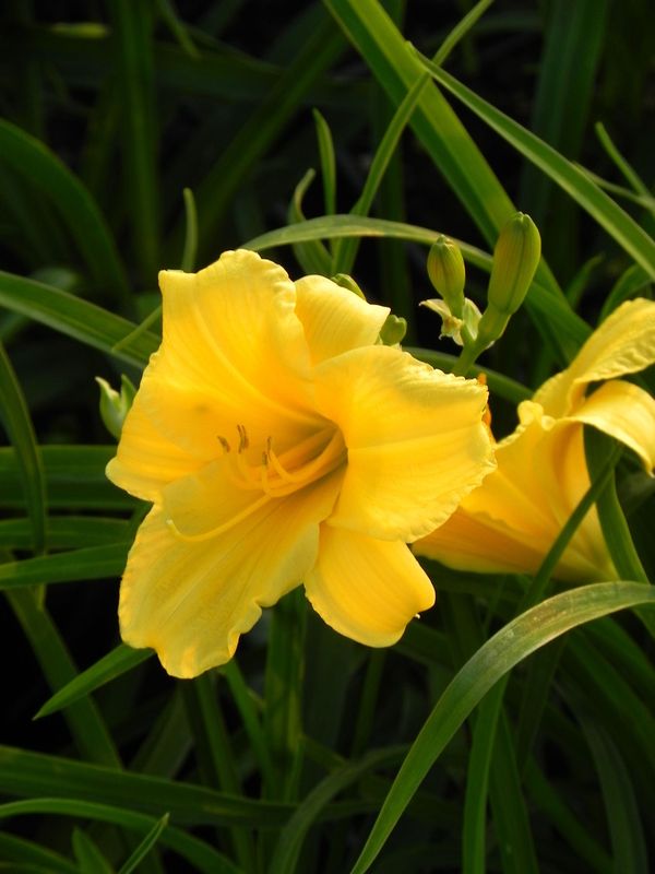 Hemerocallis hybrida ‘Stella d`Oro’