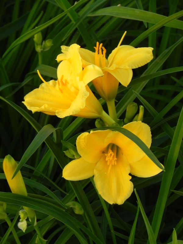 Hemerocallis hybrida ‘Stella d`Oro’