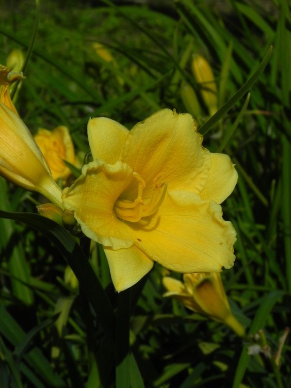 Hemerocallis hybrida ‘Stella d`Oro’