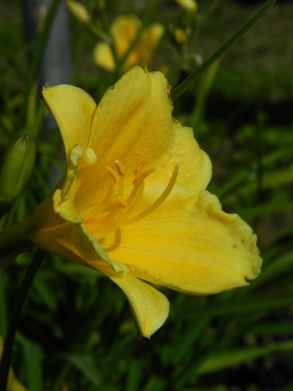 Hemerocallis hybrida ‘Stella d`Oro’
