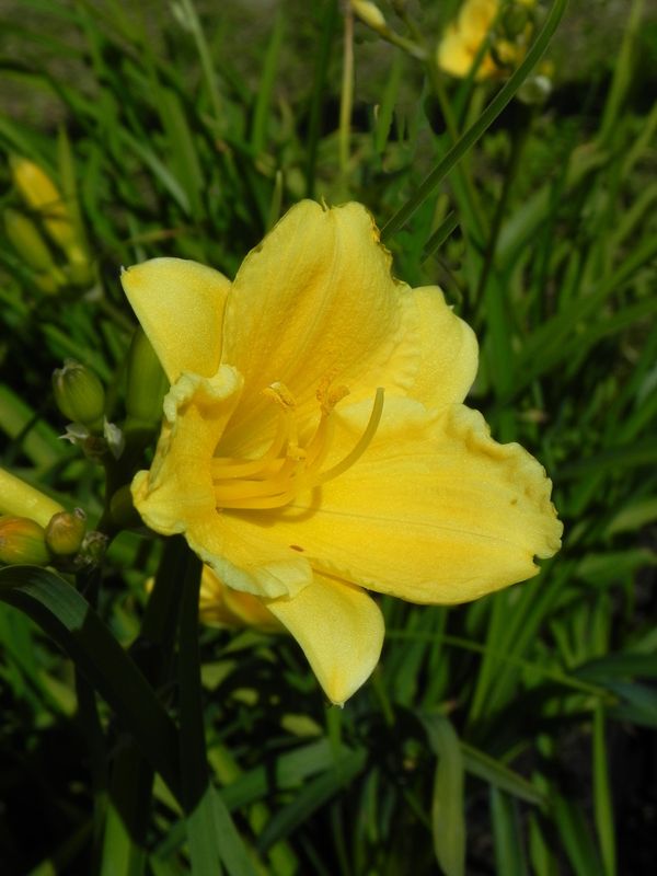Hemerocallis hybrida ‘Stella d`Oro’