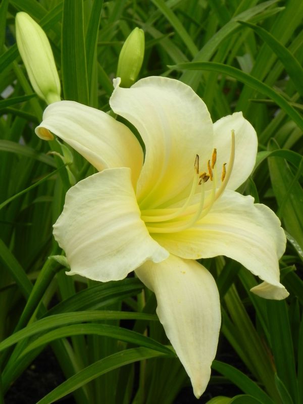Hemerocallis hybrida ‘Arctic Snow’