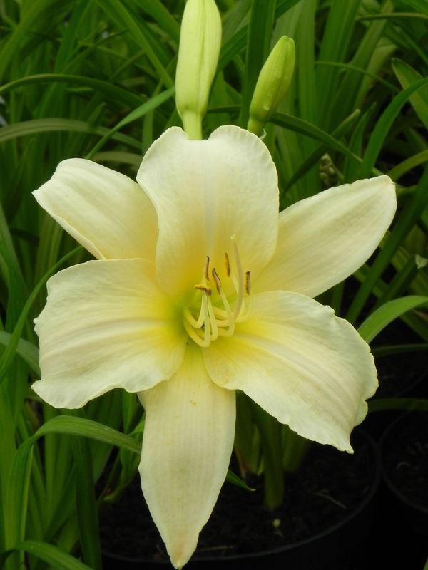 Hemerocallis hybrida ‘Arctic Snow’