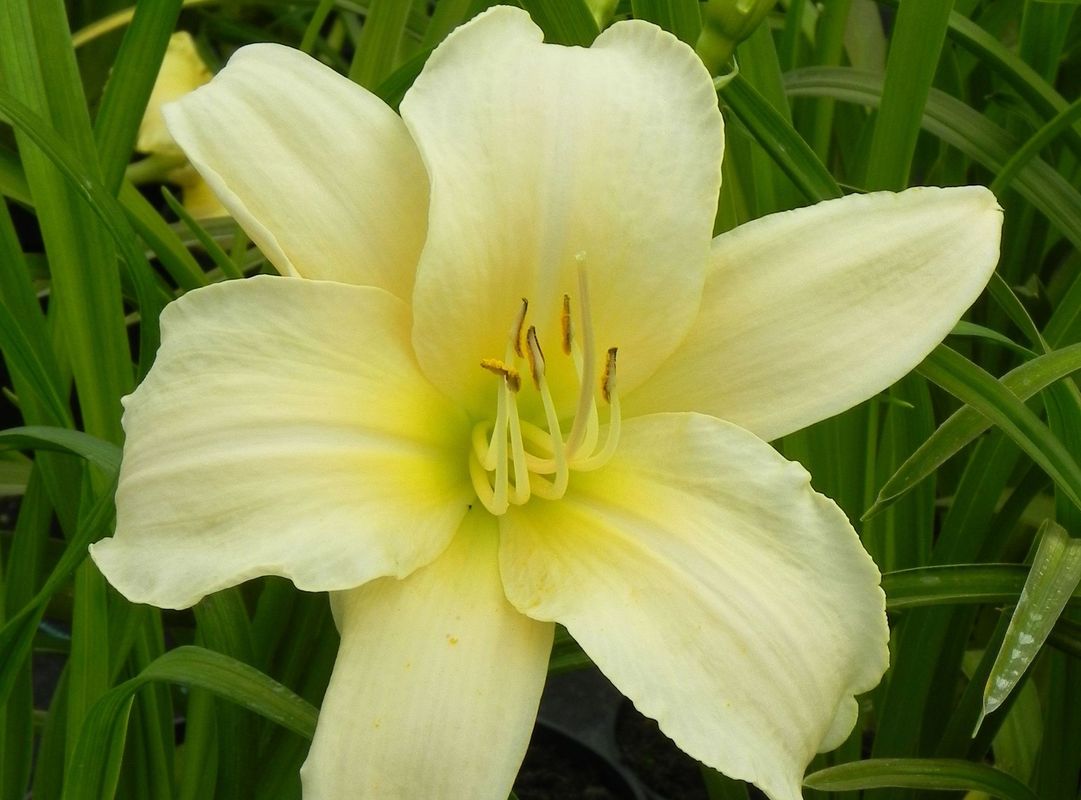 Hemerocallis hybrida ‘Arctic Snow’