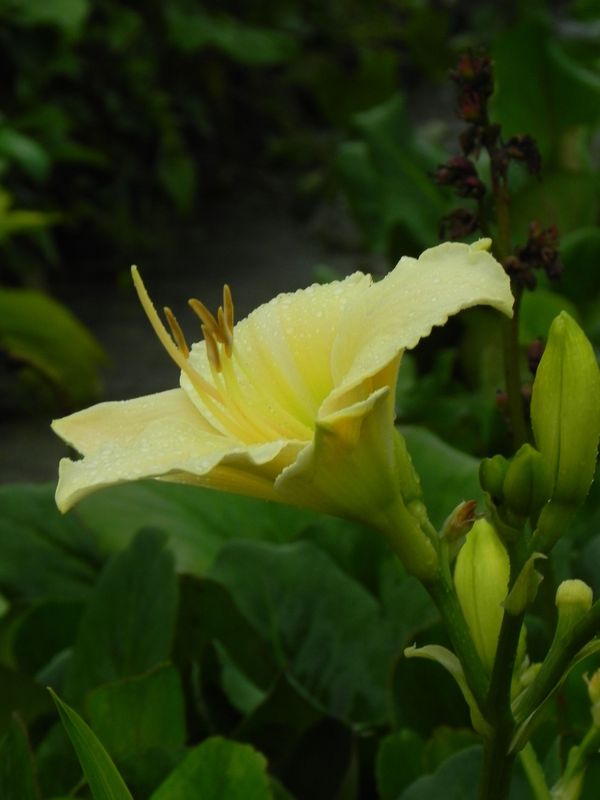 Hemerocallis hybrida ‘Arctic Snow’