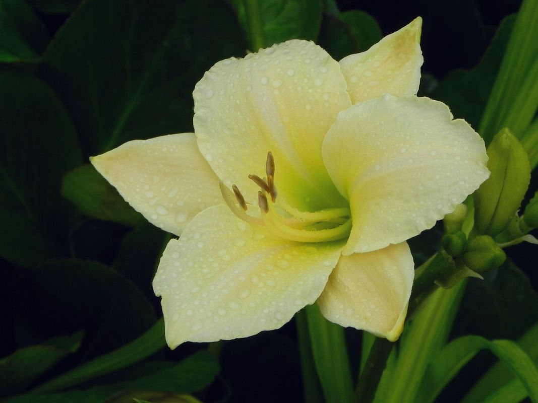 Hemerocallis hybrida ‘Arctic Snow’
