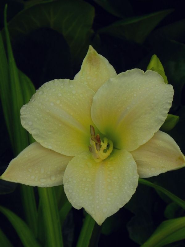 Hemerocallis hybrida ‘Arctic Snow’