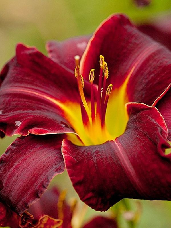 Hemerocallis hybrida ‘Ed Murray’