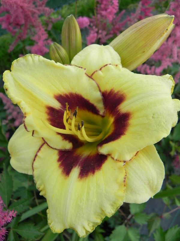 Hemerocallis hybrida ‘El Desperado’