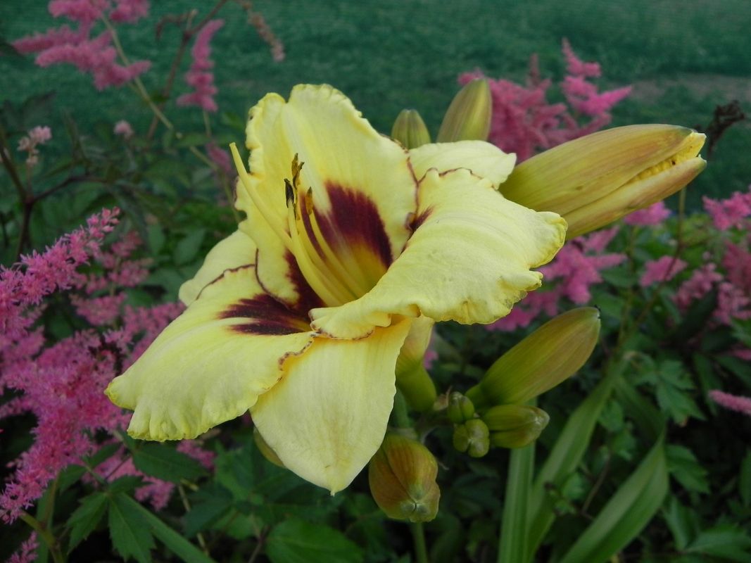 Hemerocallis hybrida ‘El Desperado’