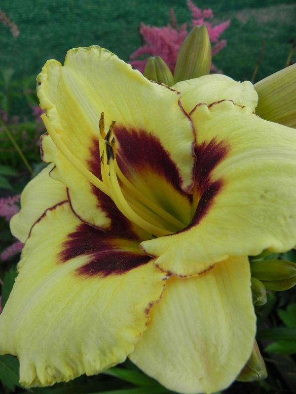 Hemerocallis hybrida ‘El Desperado’