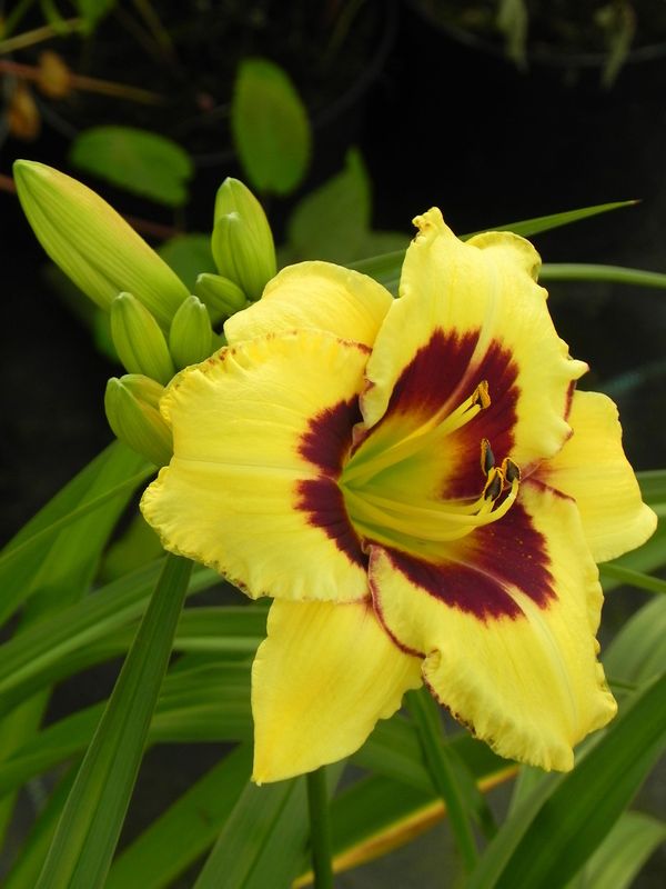 Hemerocallis hybrida ‘El Desperado’