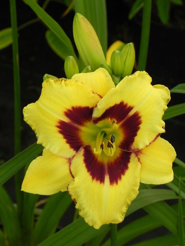 Hemerocallis hybrida ‘El Desperado’