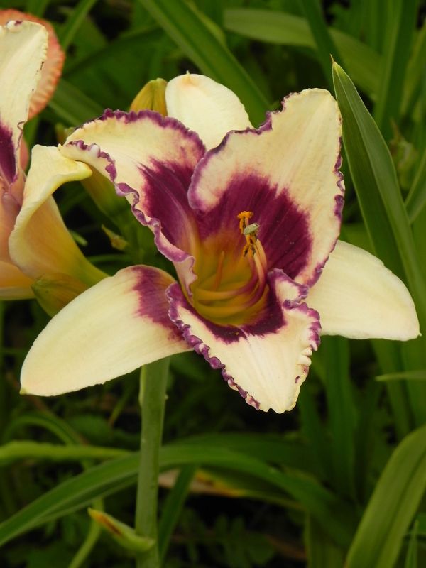 Hemerocallis hybrida ‘Blueberry Sundae’