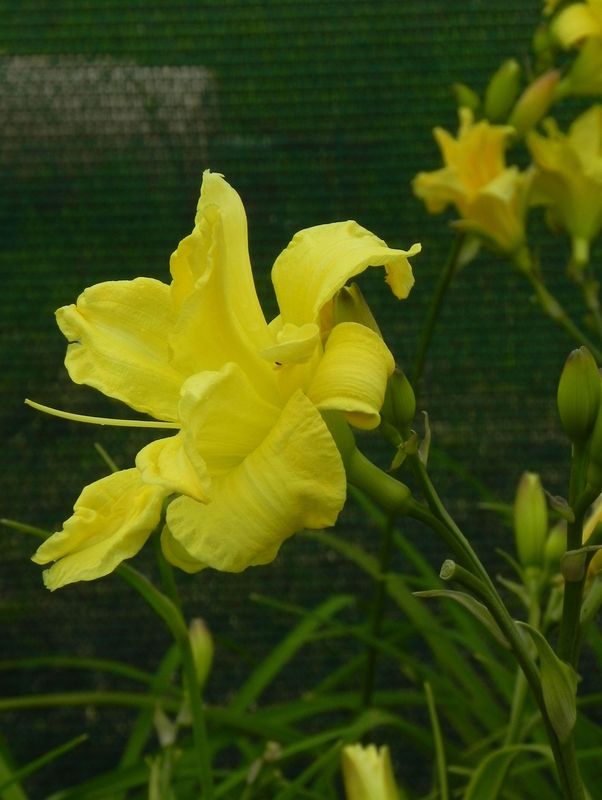 Hemerocallis hybrida ‘Double River Wye’