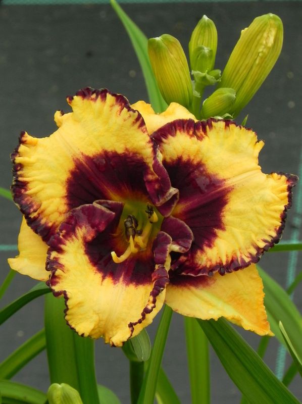 Hemerocallis hybrida ‘Open My Eyes’