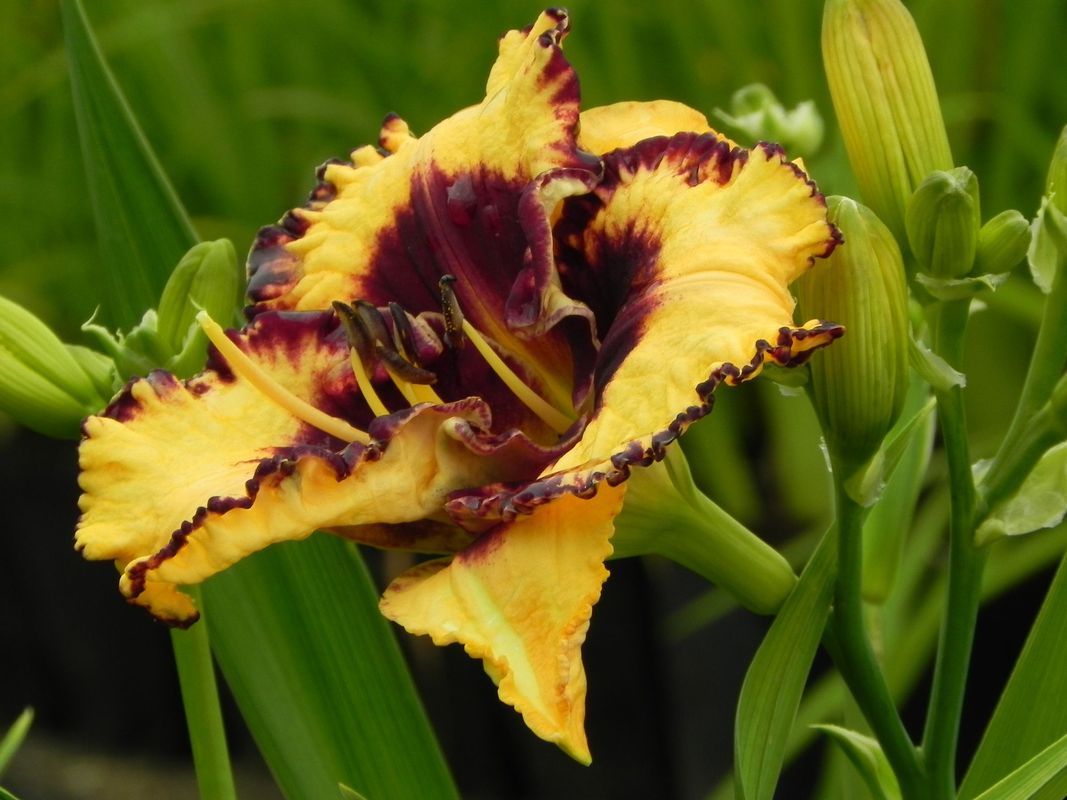 Hemerocallis hybrida ‘Open My Eyes’