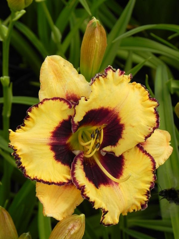 Hemerocallis hybrida ‘Open My Eyes’
