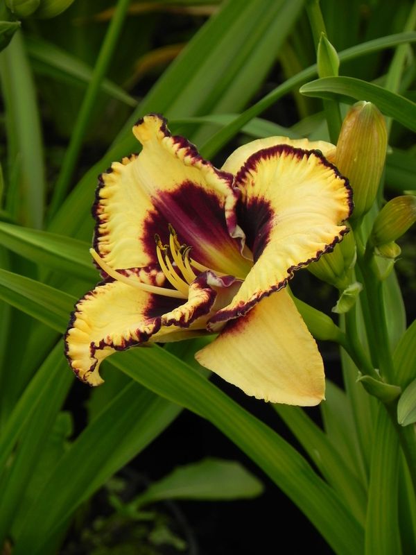 Hemerocallis hybrida ‘Open My Eyes’