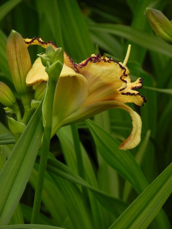 Hemerocallis hybrida ‘Open My Eyes’