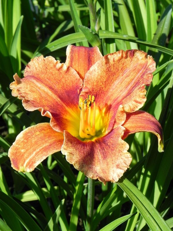 Hemerocallis hybrida ‘Spacecoast Freaky Tiki’