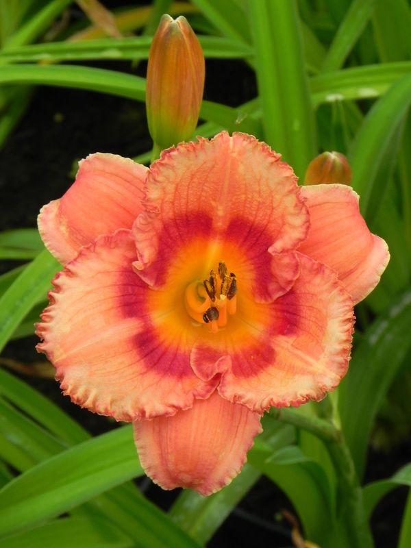 Hemerocallis hybrida ‘Strawberry Candy’