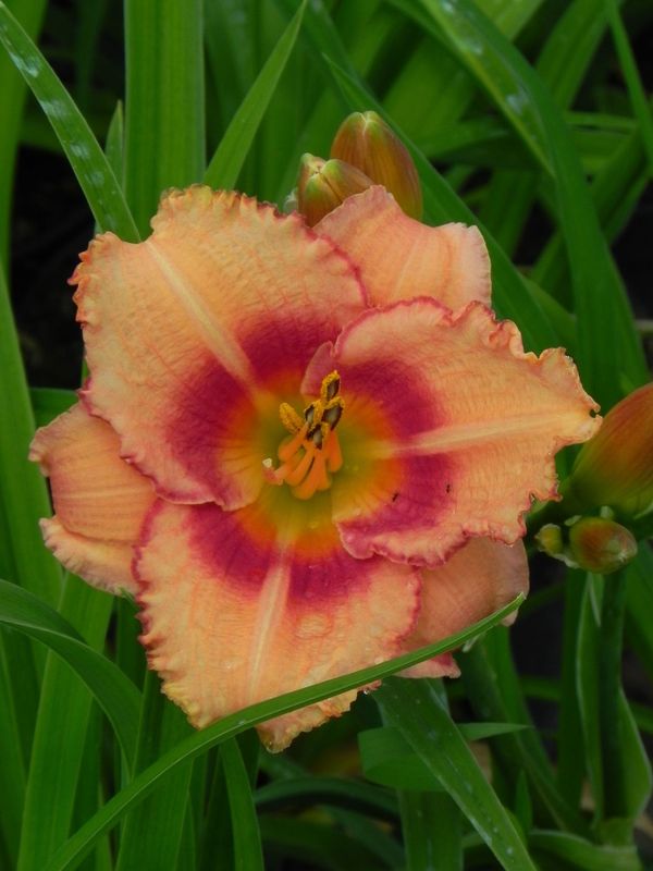 Hemerocallis hybrida ‘Strawberry Candy’