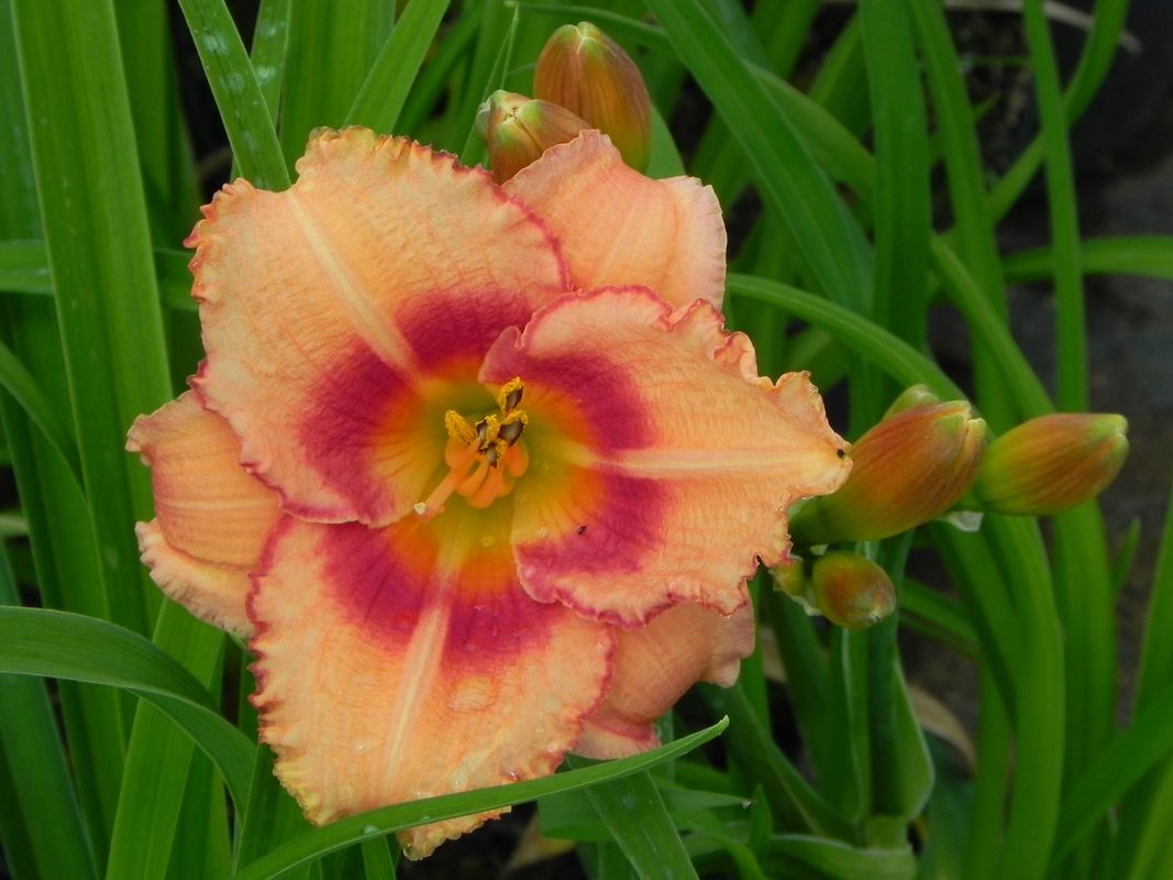 Hemerocallis hybrida ‘Strawberry Candy’
