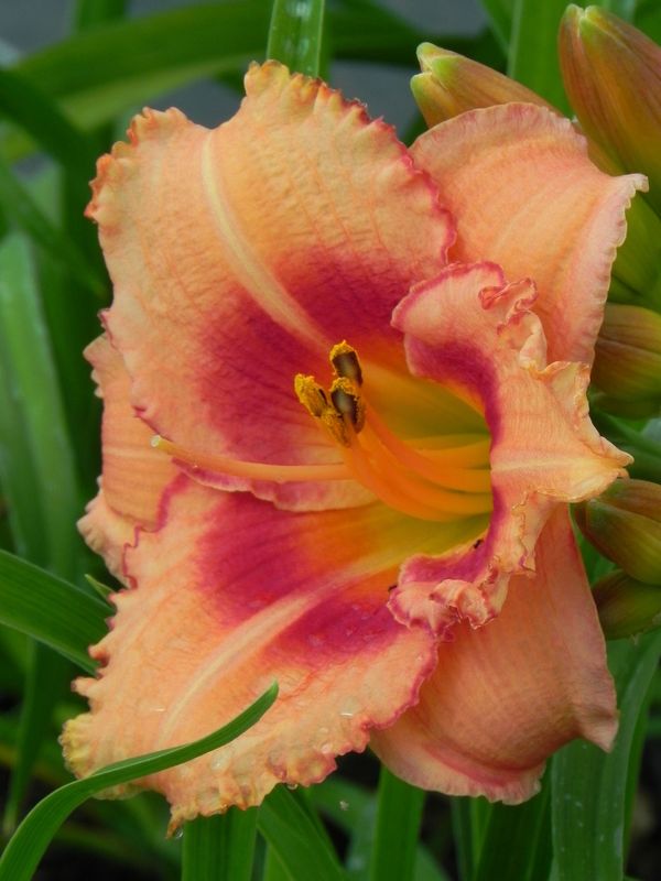 Hemerocallis hybrida ‘Strawberry Candy’