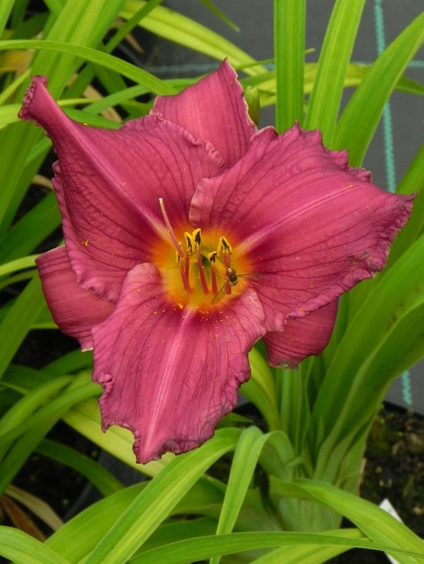 Hemerocallis hybrida ‘Summer Wine’