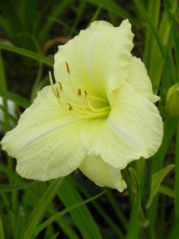 Hemerocallis hybrida ‘Joan Senior’