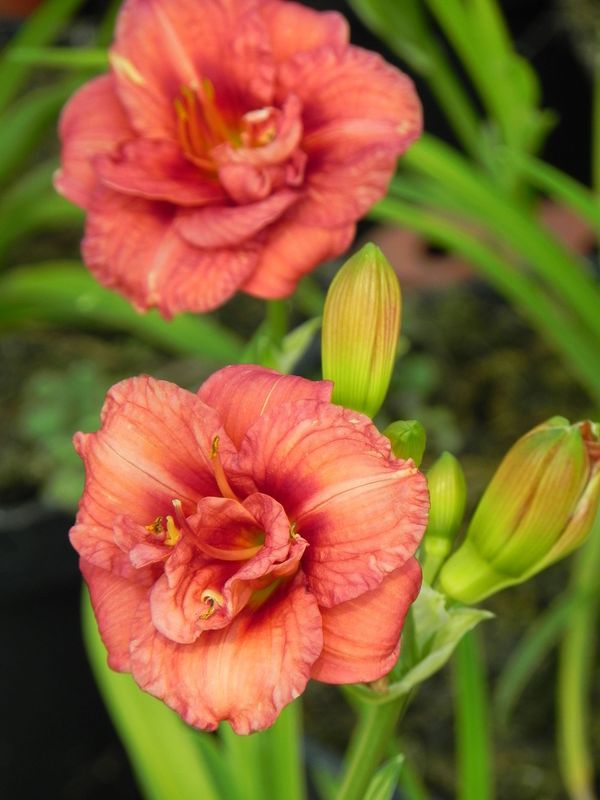 Hemerocallis hybrida ‘Little Red Baron’