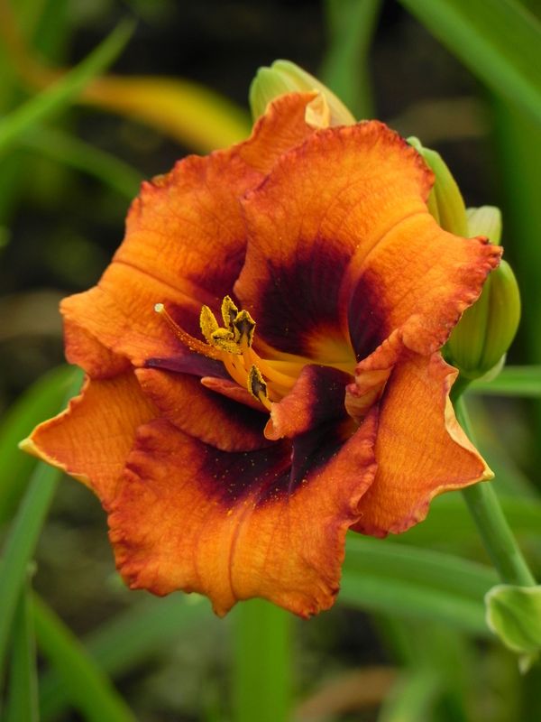 Hemerocallis hybrida ‘Madeline Nettles Eyes’