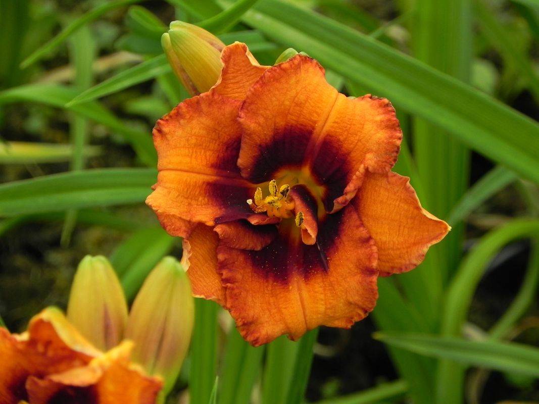 Hemerocallis hybrida ‘Madeline Nettles Eyes’