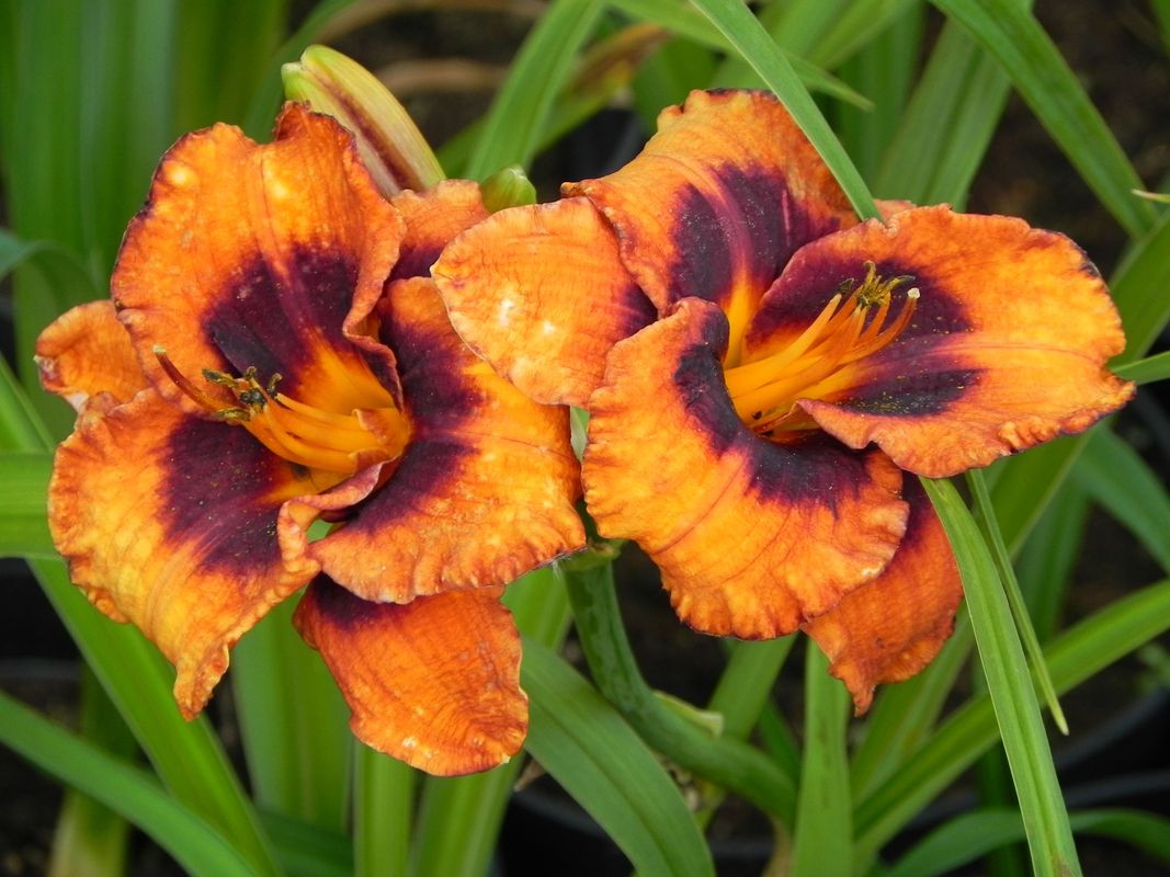 Hemerocallis hybrida ‘Madeline Nettles Eyes’