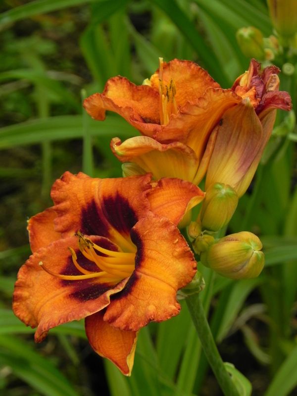 Hemerocallis hybrida ‘Madeline Nettles Eyes’