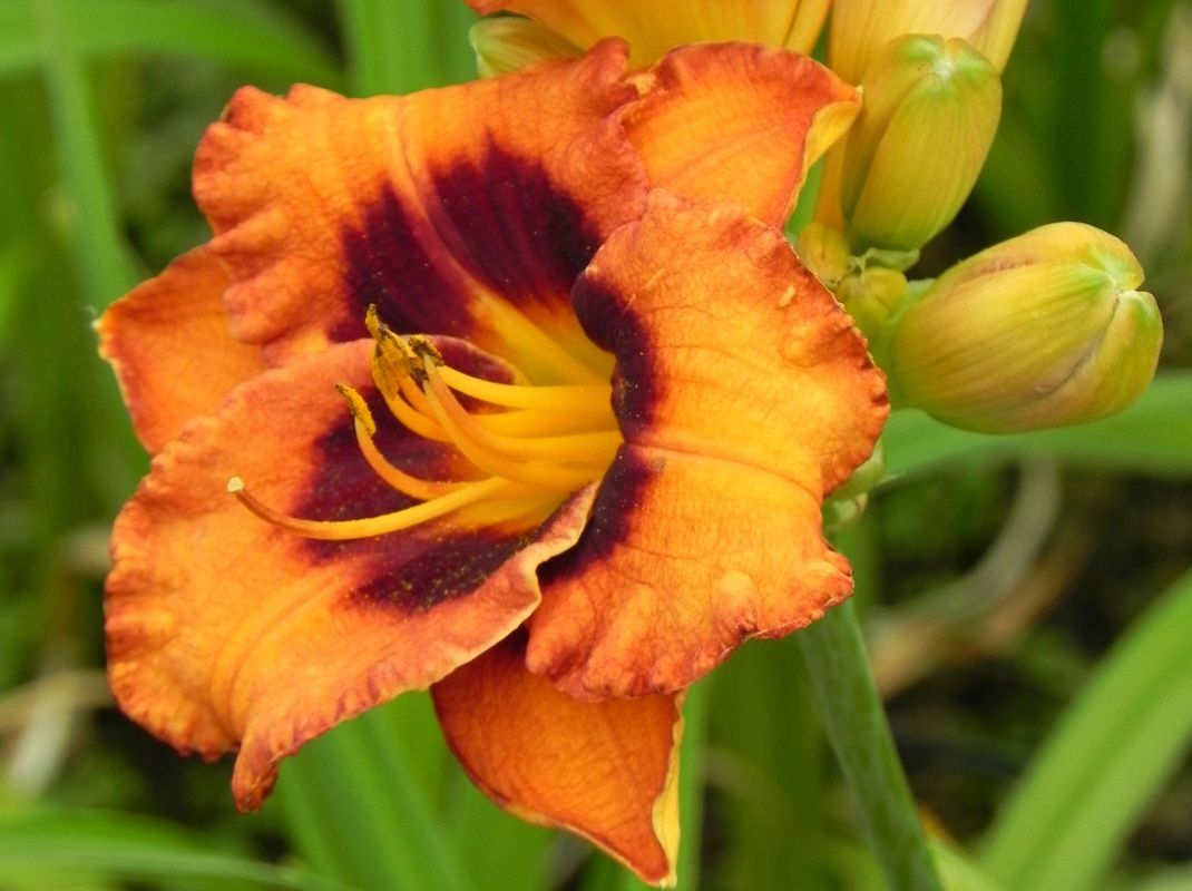 Hemerocallis hybrida ‘Madeline Nettles Eyes’
