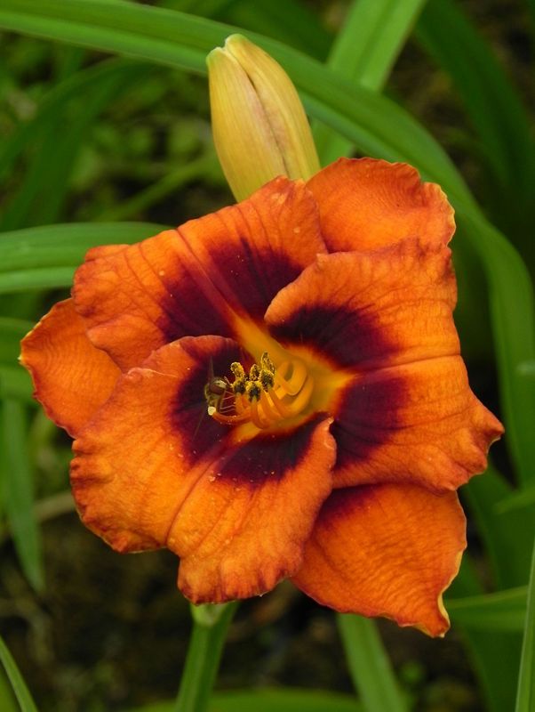Hemerocallis hybrida ‘Madeline Nettles Eyes’