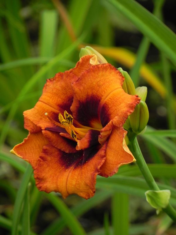 Hemerocallis hybrida ‘Madeline Nettles Eyes’