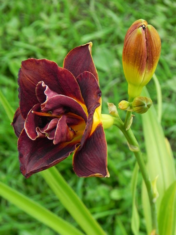 Hemerocallis hybrida ‘Night Embers’
