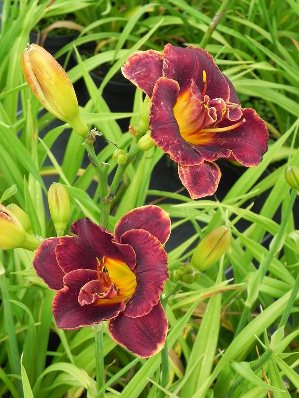 Hemerocallis hybrida ‘Night Embers’
