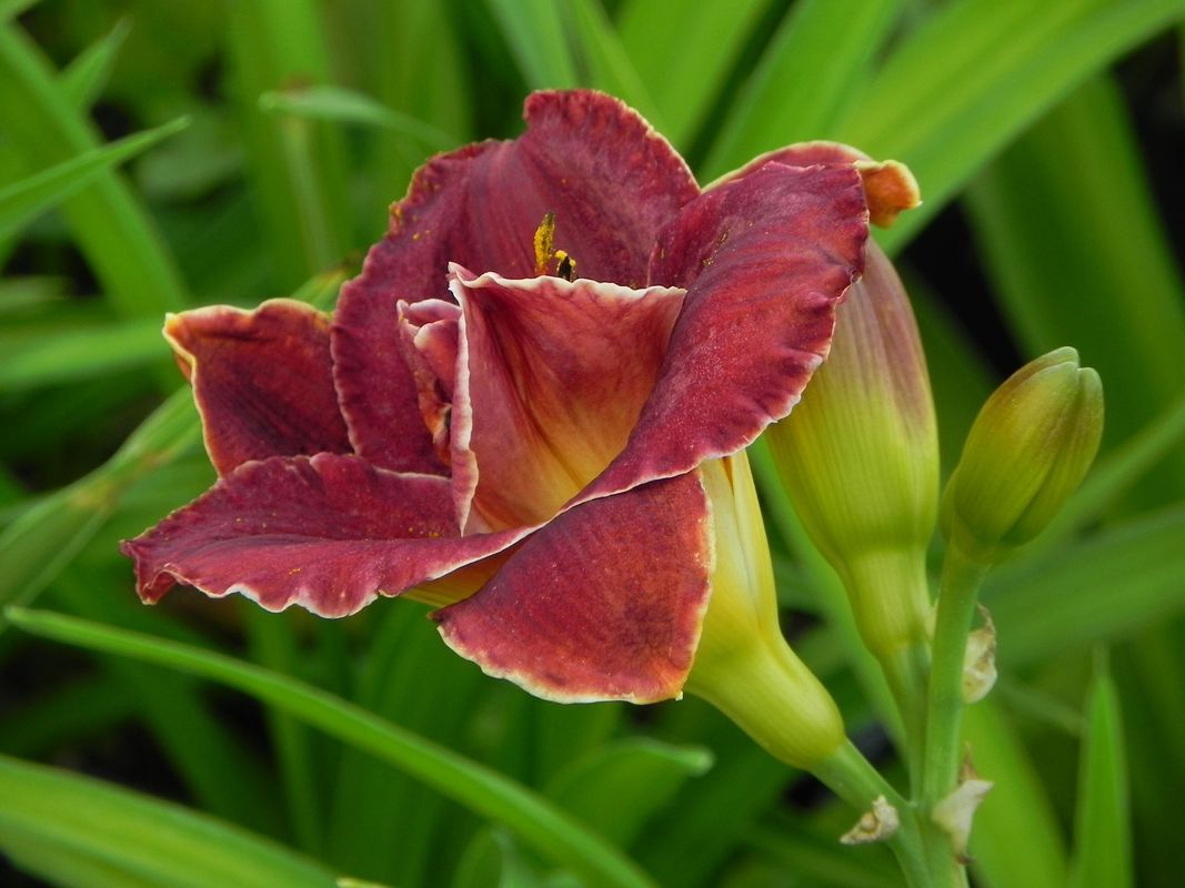 Hemerocallis hybrida ‘Night Embers’
