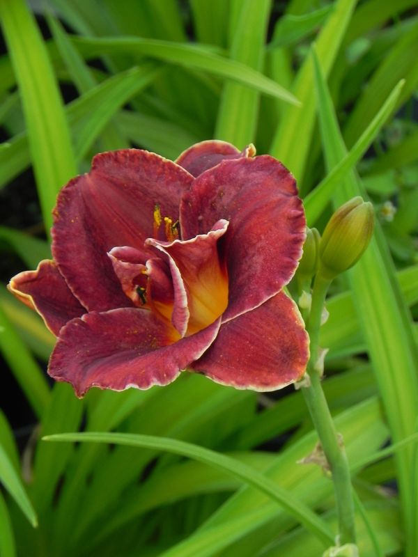 Hemerocallis hybrida ‘Night Embers’